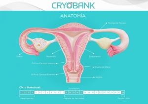 Anatomía del ciclo menstrual femenino