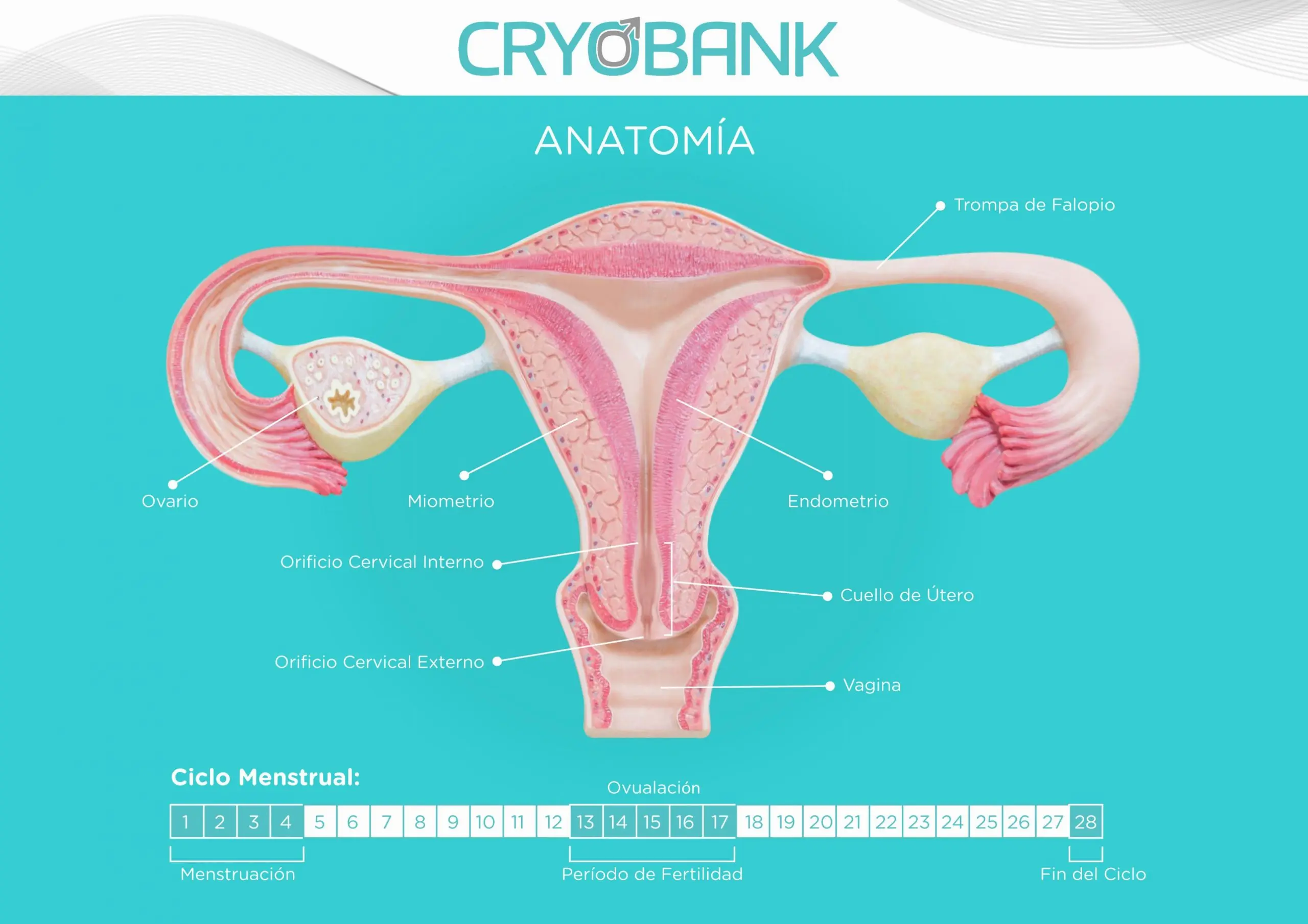 Anatomía del ciclo menstrual femenino