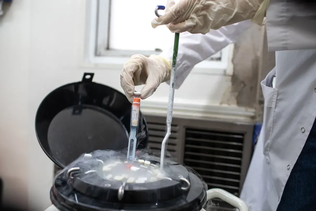 criopreservar óvulos o embriones para el futuro